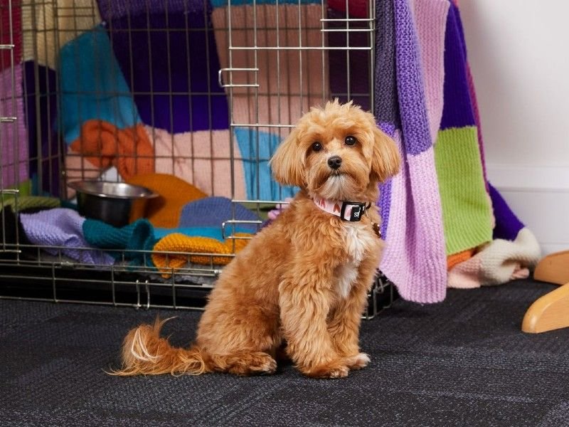 Cockapoo-puppy-crate-office-2022