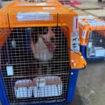 crate-guidelines-for-pet-travel-transportation